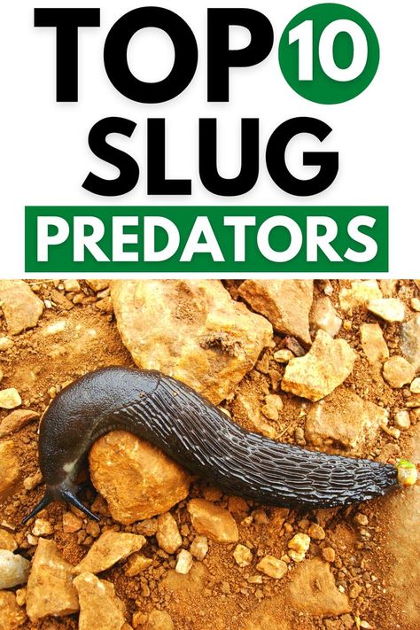 What Eats Slugs? - Natural Slug Predators >> LEARN MORE @GardenGearShop.com <<< #gardengearshop #garden #gardening #growyourown #yard #backyard #plant #planting Slug Control, Slugs In Garden, Chicken Eating, Gardening Gear, Garden Guide, Growing Fruit, Slug, Hedgehogs, Gardening For Beginners