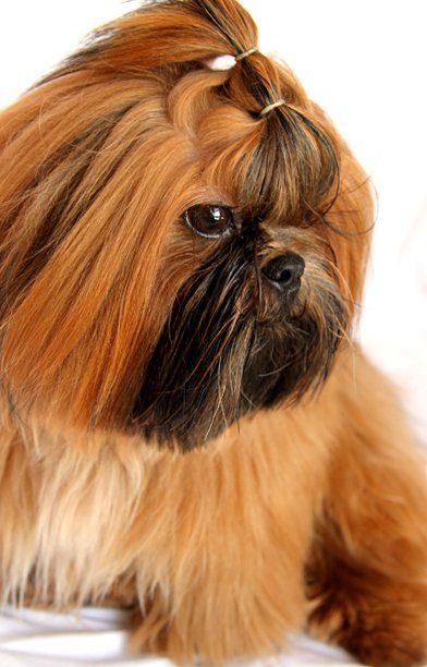 One day---Not anytime soon--I want a red shih tzu. Clark, a red shih tzu. Photo by Laura Vlahovich Baby Haircuts, Dog Hairstyles, Brown Shih Tzu, Shih Tzu Haircuts, Perro Shih Tzu, Chien Shih Tzu, Shih Tzu Grooming, Shih Tzu Mix, Labrador Retriever Puppies