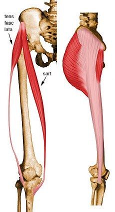 Tensor Fascia Lata - UW Radiology Teres Major, Hip Anatomy, Leg Anatomy, Fascia Lata, Human Muscle Anatomy, Body Diagram, Basic Anatomy And Physiology, Human Body Anatomy, Muscular System