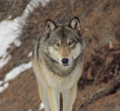 Of Wolves and People: The Science Behind Conservation Conflict Transformation Wolves And Ravens, Wolf Magic, Twilight Characters, Golden Wolf, Wolf Pics, Elephant Photography, Wolf Hybrid, Trail Cameras, Wolf Photography