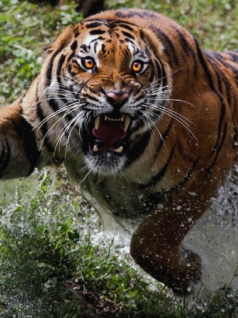 Animal Movement Photography, Weretiger Art, Tiger Rawr, Tiger Wild, Tiger Roar, Tiger Attack, Angry Tiger, Aggressive Animals, Angry Animals