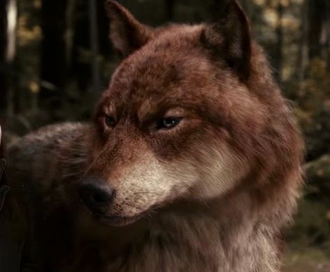 Red Wolf Aesthetic, Jacob Black Wolf, Twilight Werewolves, Big Wolves, Wolf Twilight, Jacob Wolf, Twilight Wolves, Werewolf Oc, Twilight Wolf Pack