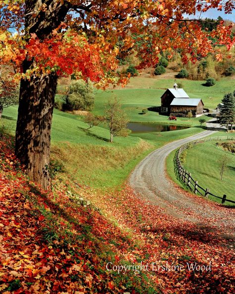 This iconic New England scene has appeared in numerous New England books and calendars throughout the years.  We just happened to catch it at a perfect moment, when the leaves have turned, yet many of them still on the tree. The wind was unusually calm. Sometimes timing is just luck. Autumn Bridge, Leaf Peeping, Sleepy Hollow, Autumn Beauty, Fall Pictures, Perfect Moment, Landscape Nature, Fall Photos, Fall Fun