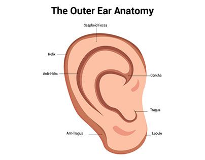 Check out new work on my @Behance profile: "Outer Ear Anatomy Science Diagram Vector Illustration" http://be.net/gallery/198789729/Outer-Ear-Anatomy-Science-Diagram-Vector-Illustration Inner Ear Diagram, Ear Diagram Anatomy, Middle Ear Anatomy, Ear Anatomy And Function, Outer Ear Anatomy, Science Diagrams, Ear Anatomy, Outer Ear, How To Draw Ears