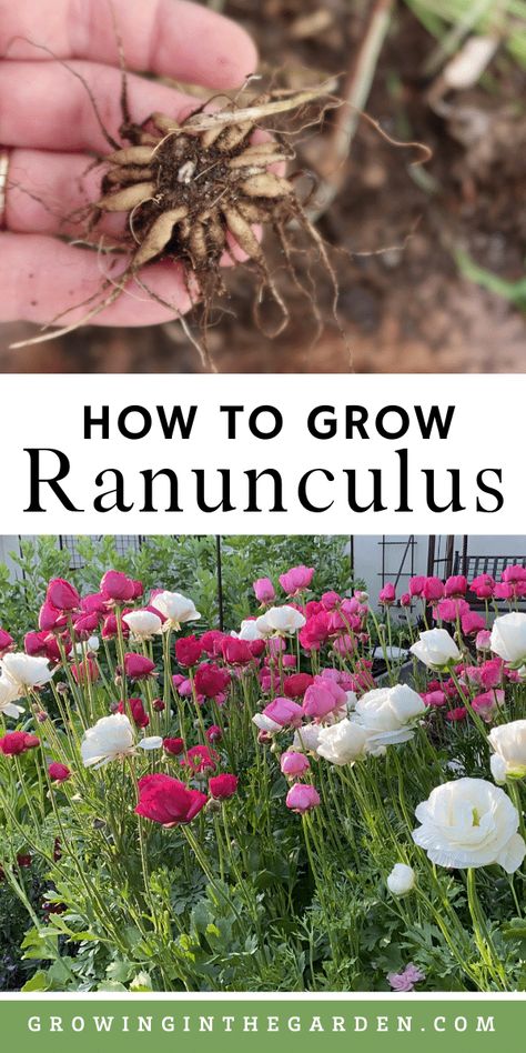 Growing Ranunculus, Grow Ranunculus, Ranunculus Garden, Gardening Drawing, Gardening Wallpaper, Cut Garden, Cut Flower Farm, Flower Farming, Ranunculus Flowers