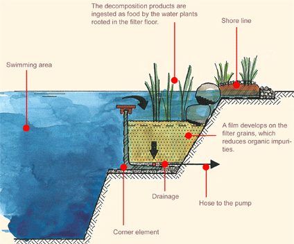 Natural Swimming Pools: Organic Habitat | Garden Culture Magazine Swimming Pool Pond, Living Pool, Natural Swimming Ponds, Swimming Pond, Natural Pond, Natural Swimming Pools, Farmhouse Barndominium, Natural Swimming Pool, Dream Pools