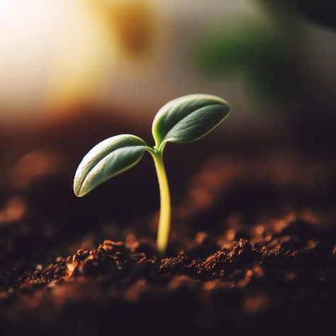 Do you want to know how plants grow from seed to seed? Learn about the stages of a plant’s life cycle and how they change depending on the type of plant. Find out amazing facts and tips about plant growth and care. Click here to read more! Growth Flower, How Plants Grow, Seed Cycling, Seed Dispersal, Grow From Seed, Plant Maintenance, Plant Life Cycle, Parts Of A Flower, Attract Pollinators