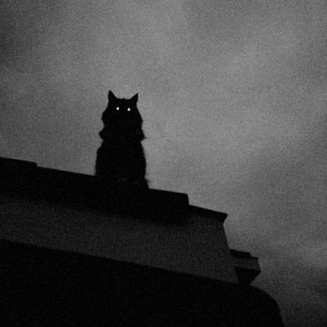 Shadow Cat Art, Cat Demon, Cat Shadow, Black Cat Aesthetic, Vampire Cat, Cat Dark, Creepy Cat, Scary Cat, Arte Peculiar