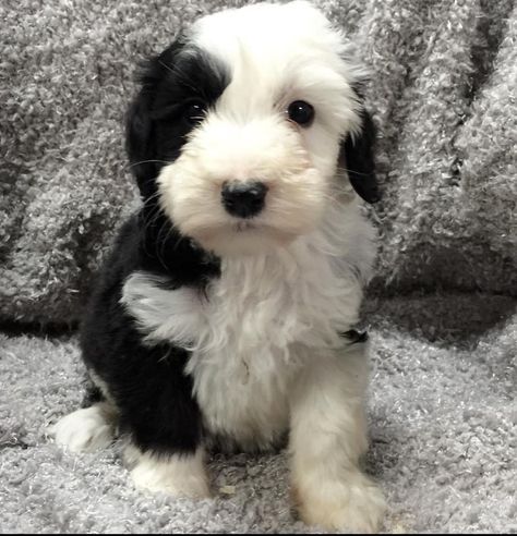 Sheepadoodle Puppies for Sale - Mini & Standard Mini Sheepadoodle, Home Dates, Moyen Poodle, Sheepadoodle Puppy, Bernedoodle Puppy, English Sheepdog, Old English Sheepdog, Miniature Poodle, Late Spring