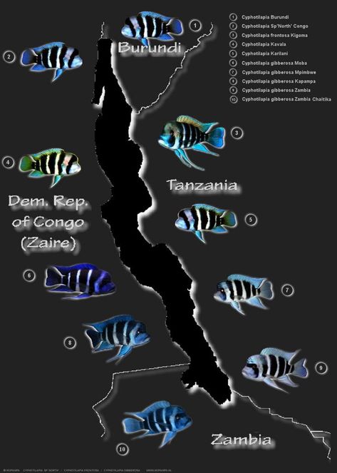 Frontosa Cichlids, African Cichlid Tank, African Cichlid Aquarium, Fish Chart, Cichlid Aquarium, Malawi Cichlids, Oscar Fish, Cichlid Fish, Lake Tanganyika