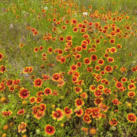 How to Cold Stratify Seeds for Your Butterfly Garden - Joyful Butterfly What Do Butterflies Eat, Gaillardia Pulchella, Indian Blanket Flower, Raising Monarch Butterflies, Goldenrod Flower, Monarch Butterfly Garden, Plants That Attract Butterflies, Easy Perennials, Sunflower Family