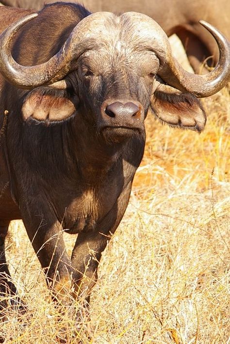 Cape Buffalo Portrait Buffalo Photography, Big Five Animals, Horned Animals, Buffalo Pictures, African Animals Photography, Buffalo Tattoo, Buffalo Painting, Cape Buffalo, Buffalo Animal