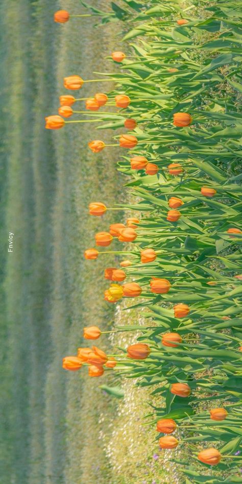 Orange Tulips, Vintage Flowers Wallpaper, Cute Desktop Wallpaper, Nothing But Flowers, Spring Wallpaper, Orange Wallpaper, Laptop Wallpaper, Landscape Wallpaper, Nature Aesthetic