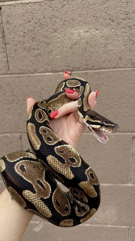 Snake Pets Aesthetic, Leopard Ball Python, Snakes Ball Pythons, Cute Pet Snake, Cute Snake Aesthetic, Ball Python Aesthetic, Pet Snake Aesthetic, Snakes Python, Snakes Aesthetic