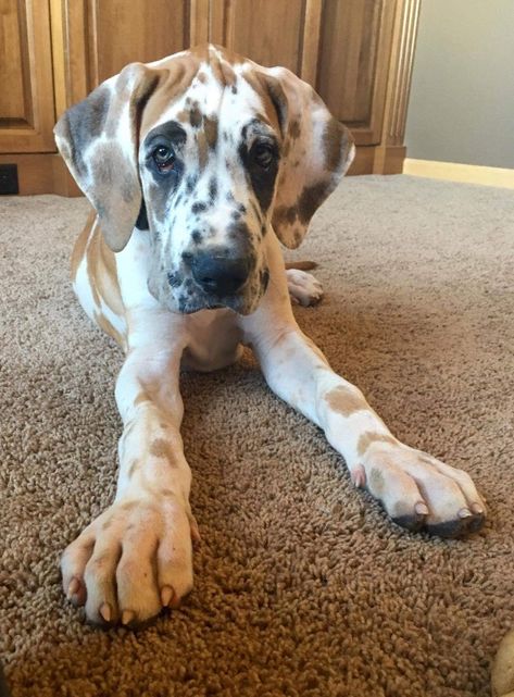 Great Danes are the best breed of dog! Great Dane Fawnequin, Dogs Great Dane, Fawnequin Great Dane, Great Dane Aesthetic, Great Dane Tattoo, Grate Danes, Grey Great Dane, Great Dane Colors, Blue Merle Great Dane