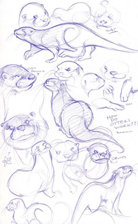 Otter Drawing, Animals Drawing, Animal Drawings Sketches, Animal Study, 캐릭터 드로잉, Dessin Adorable, Animal Sketches, Drawing Tips, Creature Art