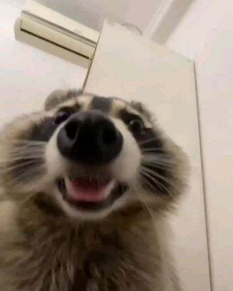 Cocoa on Instagram: "How to brighten up your day? - just seeing funny animal pictures like this raccoon 😂  🎥Credit : @raccoon_uuu  How lovely is this? Rate 1 to 10! Tag your friends now! . . 𝐆𝐨 𝐭𝐨 𝐭𝐡𝐞 𝐰𝐞𝐛 𝐩𝐚𝐠𝐞 𝐋𝐢𝐧𝐤 𝐢𝐧 𝐁𝐢𝐨 (𝐩𝐫𝐨𝐟𝐢𝐥𝐞 𝐩𝐚𝐠𝐞) 𝐭𝐨▶️ 𝐏𝐮𝐫𝐜𝐡𝐚𝐬𝐞 𝐢𝐭!  🦝Follow @_insta.raccoon for more 🦝Follow us for more stunning images! 🦝Please DM for credit or removal  #raccoon #raccoons #raccoonsofinstagram #raccoonlove #raccoonlover #raccoons #trashpanda #animals #pet #cute #love #raccoonlife #raccoonbaby #babyraccoon" Pet Raccoon, Baby Raccoon, Cute Raccoon, Raccoon Funny, Trash Panda, Racoon, Tag Your Friends, Matching Profile Pictures, Funny Animal Pictures