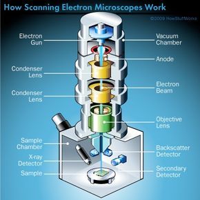 Electron Microscope Images, Microscope Parts, Scanning Electron Microscope, Microscopic Images, Electron Microscope, Medical School Essentials, Physics And Mathematics, Brain Science, Microscopes