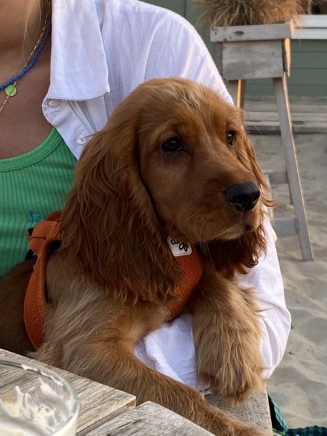 Red Cocker Spaniel Puppies, Cocker Spaniel Adult, Golden Retriever Cocker Spaniel, Red Cocker Spaniel, Cocker Spaniel Puppies, English Cocker, English Cocker Spaniel, Spaniel Puppies, Cute Dogs And Puppies