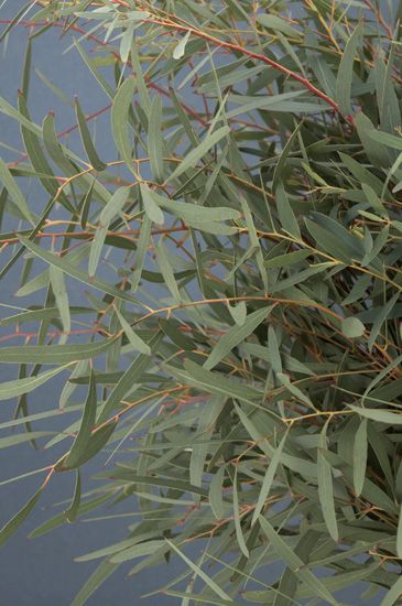 willow eucalyptus ... a touch of this in the bouquets give s very rustic soft look! Eucalyptus Willow, Greenery Bouquets, Willow Eucalyptus, Stem Flowers, Flower Varieties, Flower Identification, Flower Guide, Fine Gardening, Flower Names