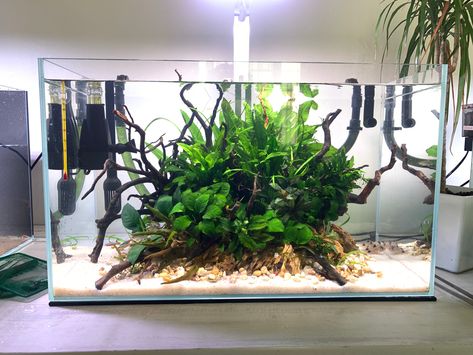 Island Style Aquascape, Rectangular Terrarium, Island Aquascape, Island Aquarium, Aquascape Inspiration, Aquascape Design, Fish Tank Design, Aquarium Landscape, Betta Tank