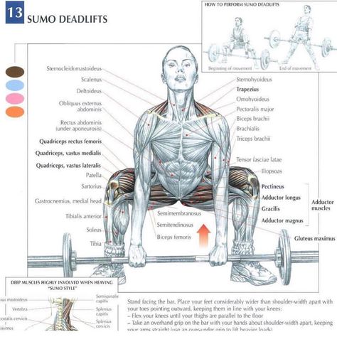 #SumoDeadlifts: Typically the sumo deadlift is suited for a lifter that has more of a typical "squatter" build. People with thicker legs and hips can typically pull sumo well. Conventional pulls are generally for taller lankier lifters with long arms and legs.     #ArxTips Powered By @aurumrx     #AurumRx     #TheGoldenRecipe    #fitfam #fitspo #motivation #workout #workoutvideo #legday #gym #gymwear #leggings #abs #diet #prep #bodybuilding #aesthetics #gains #gainz #nutrition #healthy #physique Strength Training Anatomy, Biceps Brachii, Abs Training, Muscle Anatomy, Bodybuilding Supplements, Workout Chart, Muscle Groups, Weights Workout, Leg Workout