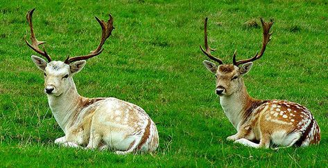 Contrast | These are two seperate deer sitting side by side.… | Flickr Deer Sitting, Sitting Side By Side, Wild Deer, Deer Pictures, Side By Side, Drawing People, Goats, Reindeer, Large Size