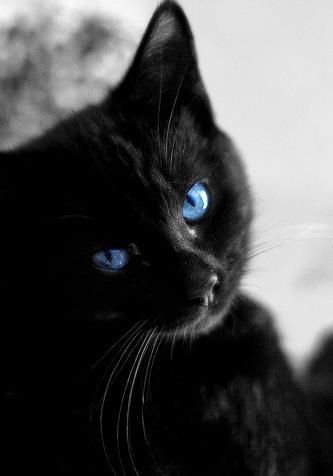 Black Cat With Blue Eyes, Cat With Blue Eyes, Söt Katt, A Black Cat, Black Kitten, White Cats, Zulu, Warrior Cats, Cats Meow