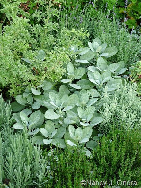 Evergreen Herbs, Lavender Cotton, Salvia Officinalis, Herb Garden Design, Companion Plants, Planting Plan, Garden Design Plans, Indoor Herb Garden, Mediterranean Garden