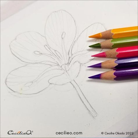 Water Colored Pencil Art Easy, Drawing Flowers With Colored Pencils, Color Pencil Art Flowers Simple, Watercolor Pencils Techniques Tutorials, Watercolor Pencil Ideas, How To Use Watercolor Pencils, Watercolor Pencil Art Ideas, Watercolor Pencil Art For Beginners, Watercolor Flowers With Pen Outline