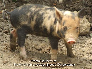 piglet Ossabaw Island, Hereford Pigs, Red River Hog, Pig Art, Baby Pigs, Rare Animals, Cute Pigs, Little Pigs, Fishing Trip