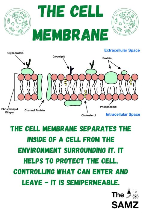 Fluid Mosaic Model Of Cell Membrane, Cell Membrane Model Projects, Plasma Membrane Notes, Cell Membrane Notes, Cell Membrane Drawing, Fluid Mosaic Model, Phospholipid Bilayer, Cell Membrane Transport, Cell Anatomy