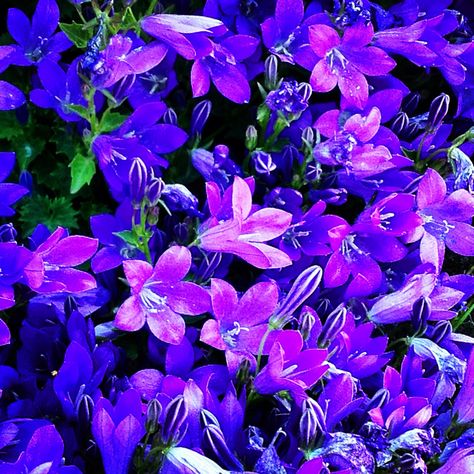 Beautiful Nothing But Flowers, Tree Photography, Pretty Plants, Purple Aesthetic, Blue Aesthetic, Botany, Pretty Flowers, In The Garden, Blur