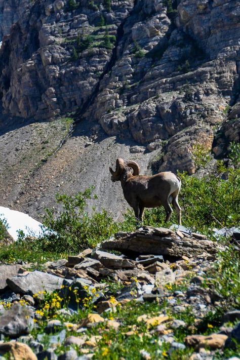 Dive into Yellowstone's Wildlife Paradise!

Explore custom tours with Yellowstone Wild for up-close encounters with wolves, bears, and more!

Capture stunning photos and create lifelong memories.

Plan your next adventure today with Pocket Montana! Montana Nature, Yellowstone Wolves, Merlin Bird, Winter Wolves, Nature Tour, Big Sky Country, Wildlife Safari, Close Encounters, Glacier National Park