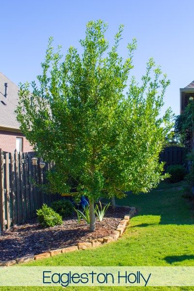 Eagleston Holly Trees Landscaping, Eagleston Holly Tree, Eagleston Holly, Foundation Shrubs, Holly Trees, Laurel Tree, Patio Privacy, Holly Tree, Front Yard Design