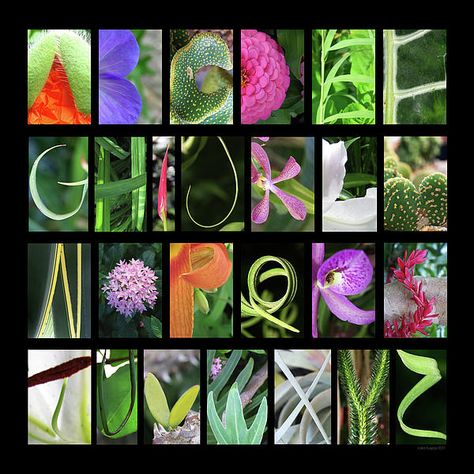 Abc Photography, Alphabet Art Photography, Typography Examples, Nature Alphabet, Alphabet Photography Letters, Nature Letters, Alphabet Song, Letter Photography, Alphabet Photography