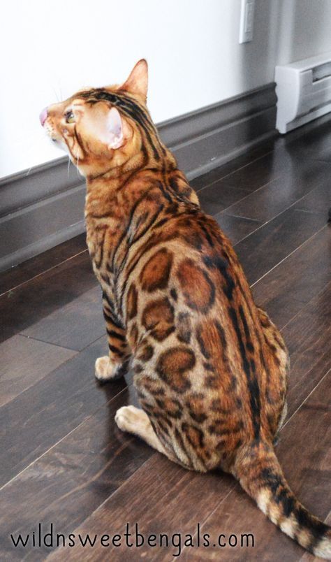 Brown Bengal Cat, Bengal Cat Kitten, Cats Tabby, Brown Cats, Bengal Kittens For Sale, Bengal Kitten, Exotic Cats, Kitten For Sale, Beautiful Cat Breeds