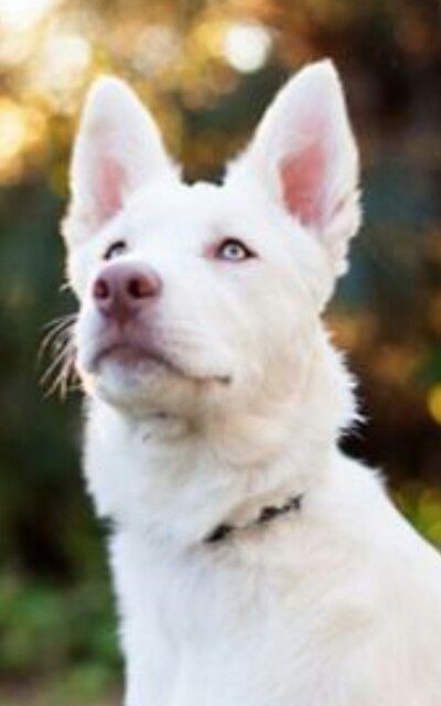 Albino dog Albino Dog, Border Collie Husky Mix, Handsome Dog, Dog Shots, Albino Animals, Border Collie Puppies, Dog Puppies, Dog Photograph, Husky Mix