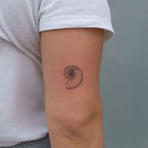 Spiral Palm Tattoo, Spiral Seashell Tattoo, Gray Scale Tattoos, Fibanocci Sequence Tattoos, Spiral Shell Tattoo, Fibonacci Shell Tattoo, Stippled Sun Tattoo, Fibbonaci Spiral Tattoo, Minimalist Snail Shell Tattoo