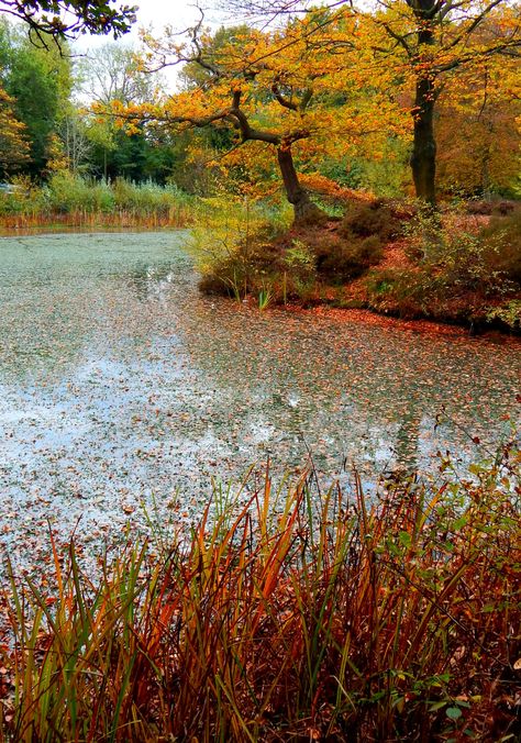 Epping Forest, Essex, England, UK Epping Forest, Essex England, Pretty Views, Places In England, Awesome Places, Autumn Scenery, Beautiful Pics, England Uk, Lombok