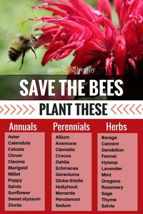 Do you have fruit trees that used to fruit well but are no longer producing much or any fruit? Perhaps your vegetable garden isn’t as lush as it once was, with fewer vegetables or smaller, misshapen ones. Before you dig out the fertilizer, or give up all together, call in the air force: bees. Garlic Plants, Society Garlic, Bee Friendly Garden, Perennial Herbs, Bee Garden, Bee Friendly, Have Inspiration, Pollinator Garden, Flowering Plants