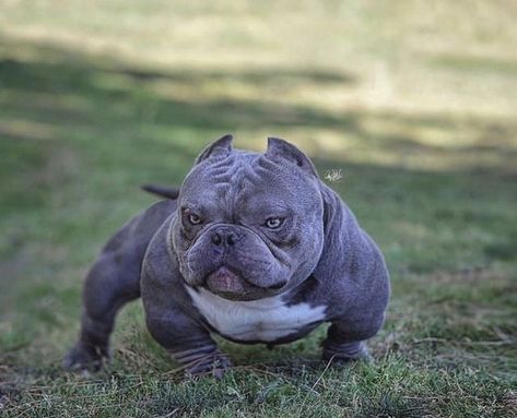 American Exotic bully on Instagram: "Tag a friend 🏷!!Follow us for more🦍!! Like 👍🏽/ Comment 💬/ Share 🔁 !! 𝐓𝐚𝐠 𝐟𝐫𝐢𝐞𝐧𝐝𝐬 𝐰𝐡𝐨 𝐰𝐨𝐮𝐥𝐝 𝐥𝐢𝐤𝐞 𝐭𝐡𝐢𝐬 🤩 ➖➖➖➖➖➖➖➖➖➖➖➖➖➖ #Exotobullies #microbully #americanbully #pocketbullys #instabullies #exoticbully #designerbully #exoticbreed #instadog #exoticamericanbully #luxurydogs #luxurypet #designerbully #exoticbullys #topbully #designerdog #exoticbullies #microbullies #exoticdog #nanobully #bapeblood #topbullies #luxurypet #explorepag Exotic Bully, Bully Blue, Toy Dog Breeds, Bully Breeds Dogs, Types Of Dogs, Bully Dog, Luxury Pet, American Bully, Bully Breeds