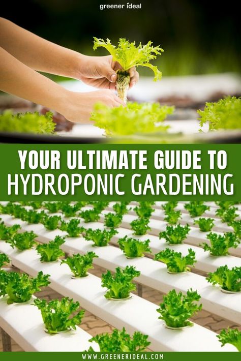 Step by step guide to Hydroponic Gardening Hydroponic Gardening For Beginners, Indoor Hydroponic Gardening, Hydroponic Gardening System, Hydroponic Systems, Aquaponic Gardening, Hydroponic Growing, Survival Gardening, Indoor Herb Garden, Hydroponics System