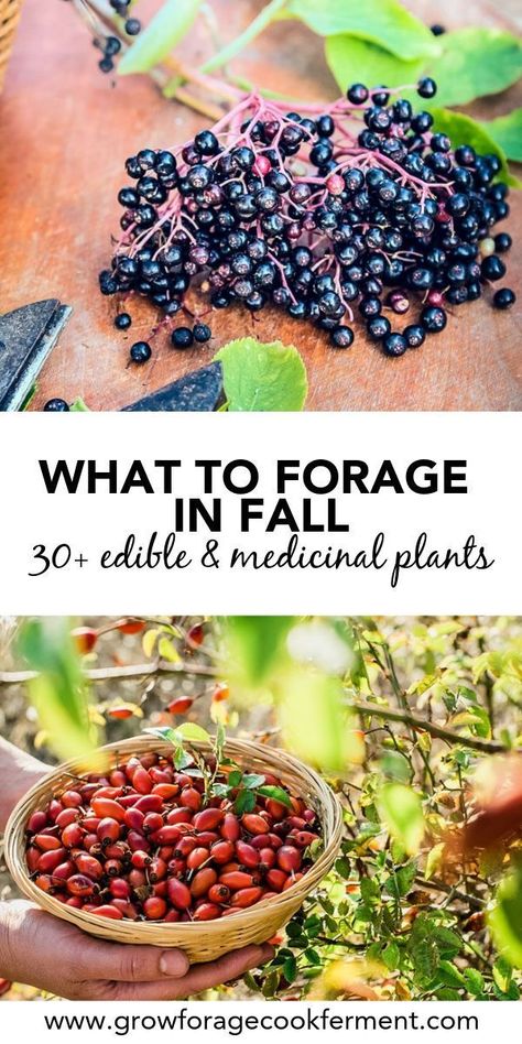 Dan O’s Seasoning Diy, What To Forage In The Fall, Arkansas Foraging, Foraging Tips, Foraging Plants, Fall Foraging, Plants And Mushrooms, Edible Weeds, Food Foraging