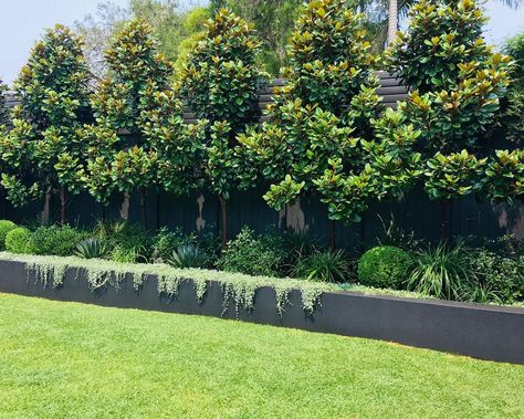 Lisa Kaplan Design on Instagram: “Magnolia ‘Teddy Bear’ forming a beautiful hedge in this Gladesville garden #lisakaplandesign #landscapedesign #gardendesign #magnolia…” Hedges Landscaping, Landscape Desert, Magnolia Gardens, Black Fence, Backyard Garden Layout, Landscape Modern, Modern Backyard Landscaping, Front Garden Design, Backyard Landscape