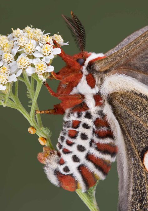 Cecropia Moth, Large Moth, Regard Animal, Cute Moth, Foto Macro, Cool Insects, Moth Caterpillar, Cool Bugs, Beautiful Bugs