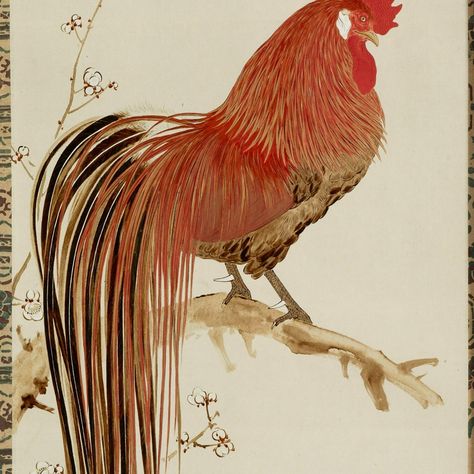 Long-tailed Rooster, Shibata Zeshin | Mia Chicken Art, Tail Feathers, Artist Life, Artist Gallery, Long Tail, Japanese Artists, Asian Art, Rooster, Feathers