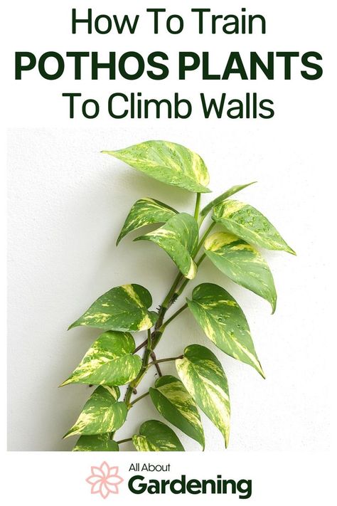 Are you trying to train your pothos plant to climb walls or a trellis? Find out from our gardening expert what you need to know! Indoor Climbing Plants Ideas, Wall Plants Indoor, Indoor Climbing Plants, Wall Climbing Plants, Climbing Plants Trellis, Pothos Plant Care, Indoor Plant Trellis, Pothos Vine, Big Indoor Plants