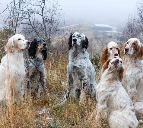 The boys have been at the cottage this weekend with three lovely girls from "Kennel Jøldalen". English Setter Puppies, English Setter Dogs, Dog World, English Setters, Gordon Setter, Bird Hunting, The Gentleman, English Setter, Bird Dogs