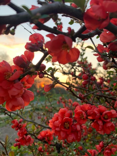 Aesthetic Village, Spring Sunset, Sunset Flowers, Ukraine, Flowers, Red